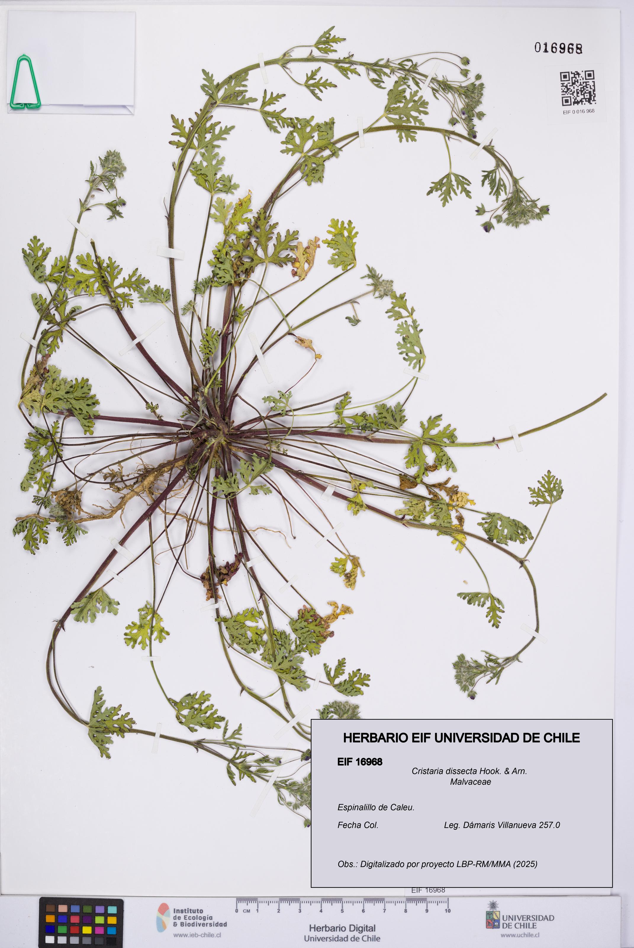 Cristaria dissecta [Espécimen: UCH:EIF:0016968]