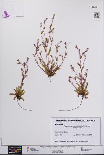 Plagiobothrys myosotoides [Espécimen: UCH:EIF:0016969]