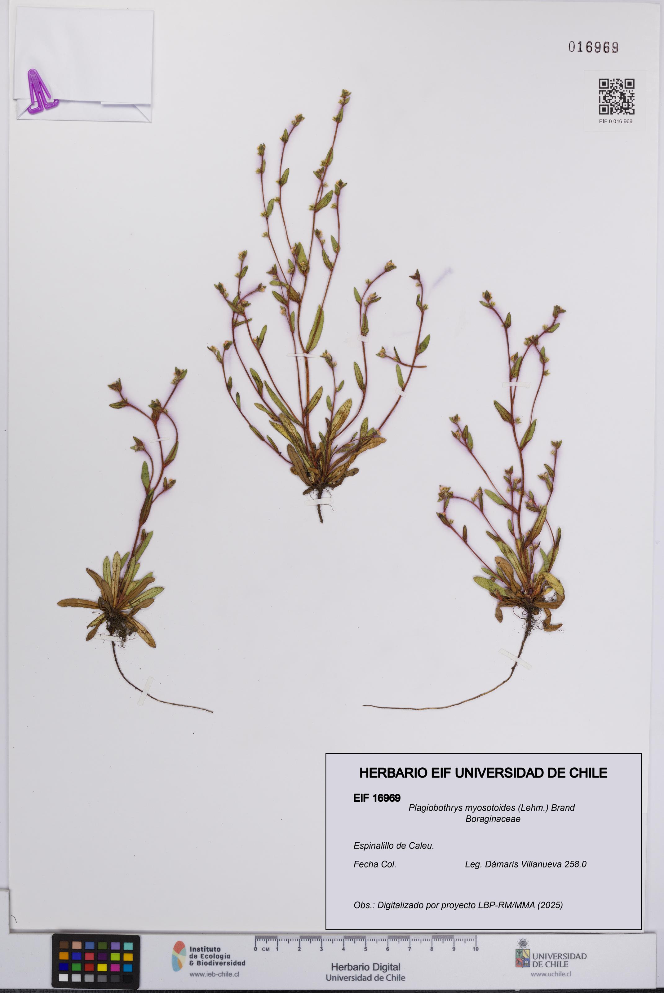 Plagiobothrys myosotoides [Espécimen: UCH:EIF:0016969]