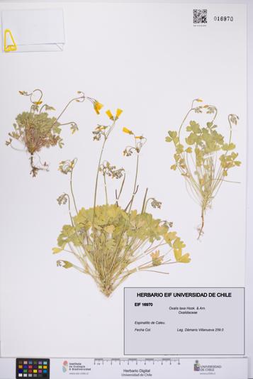 Oxalis laxa [Espécimen: UCH:EIF:0016970]