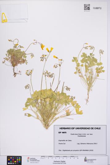 Oxalis laxa var. laxa [Espécimen: UCH:EIF:0016970]