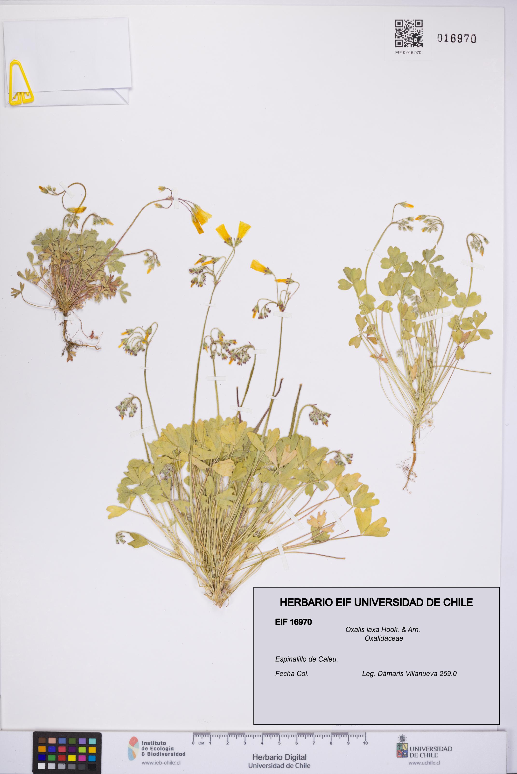 Oxalis laxa [Espécimen: UCH:EIF:0016970]