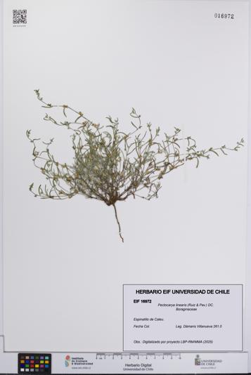 Pectocarya linearis [Espécimen: UCH:EIF:0016972]