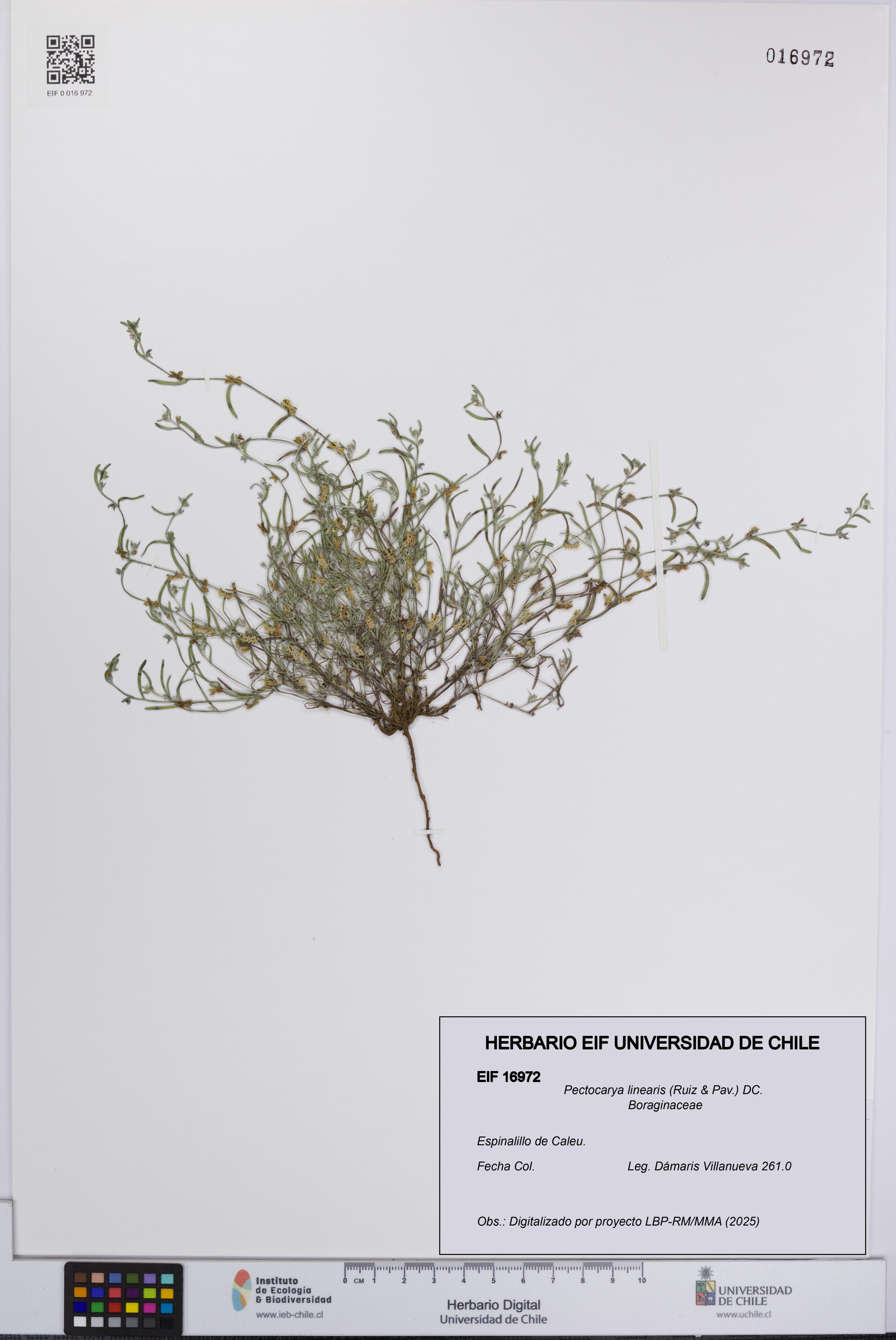 Pectocarya linearis [Espécimen: UCH:EIF:0016972]