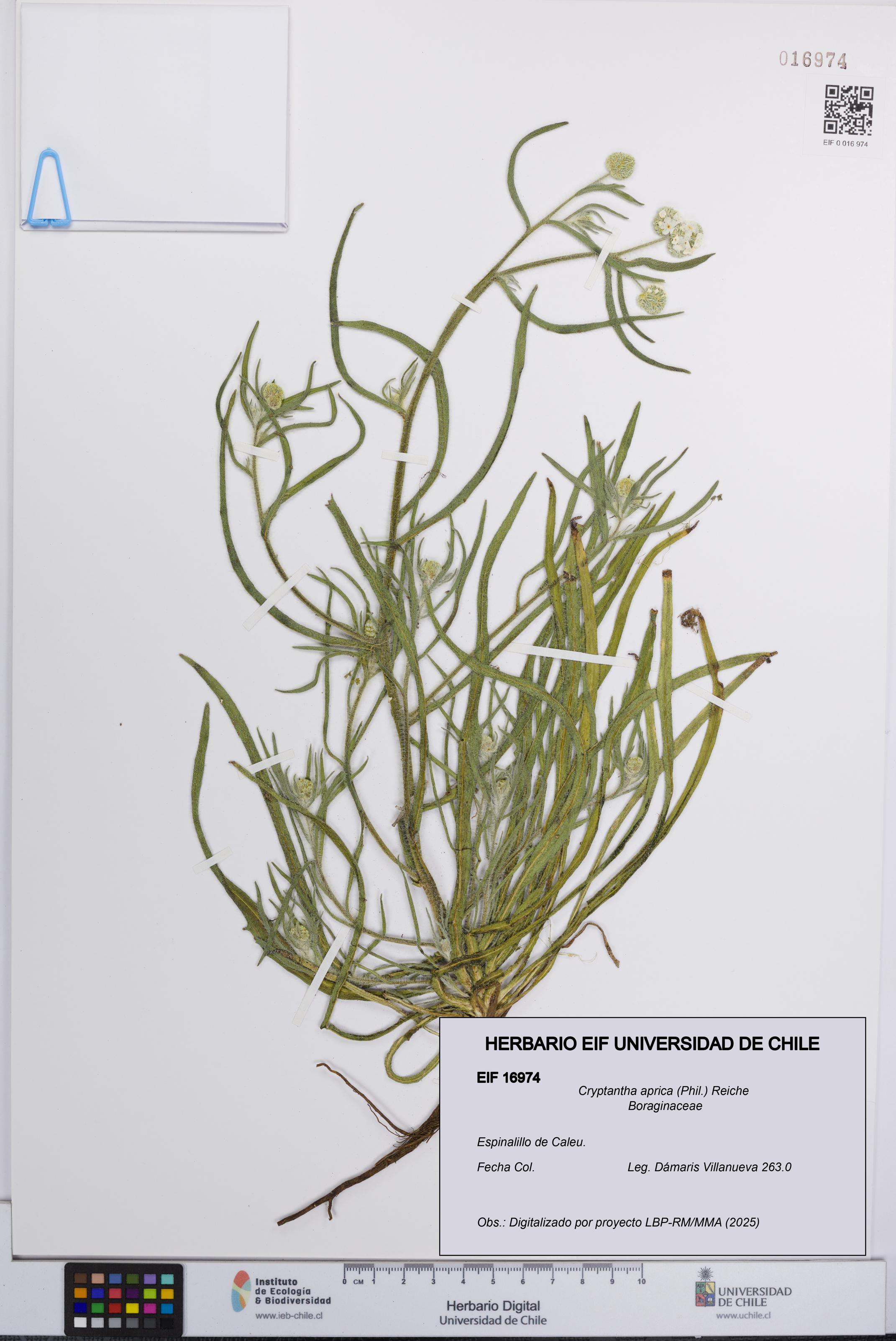 Cryptantha aprica [Espécimen: UCH:EIF:0016974]