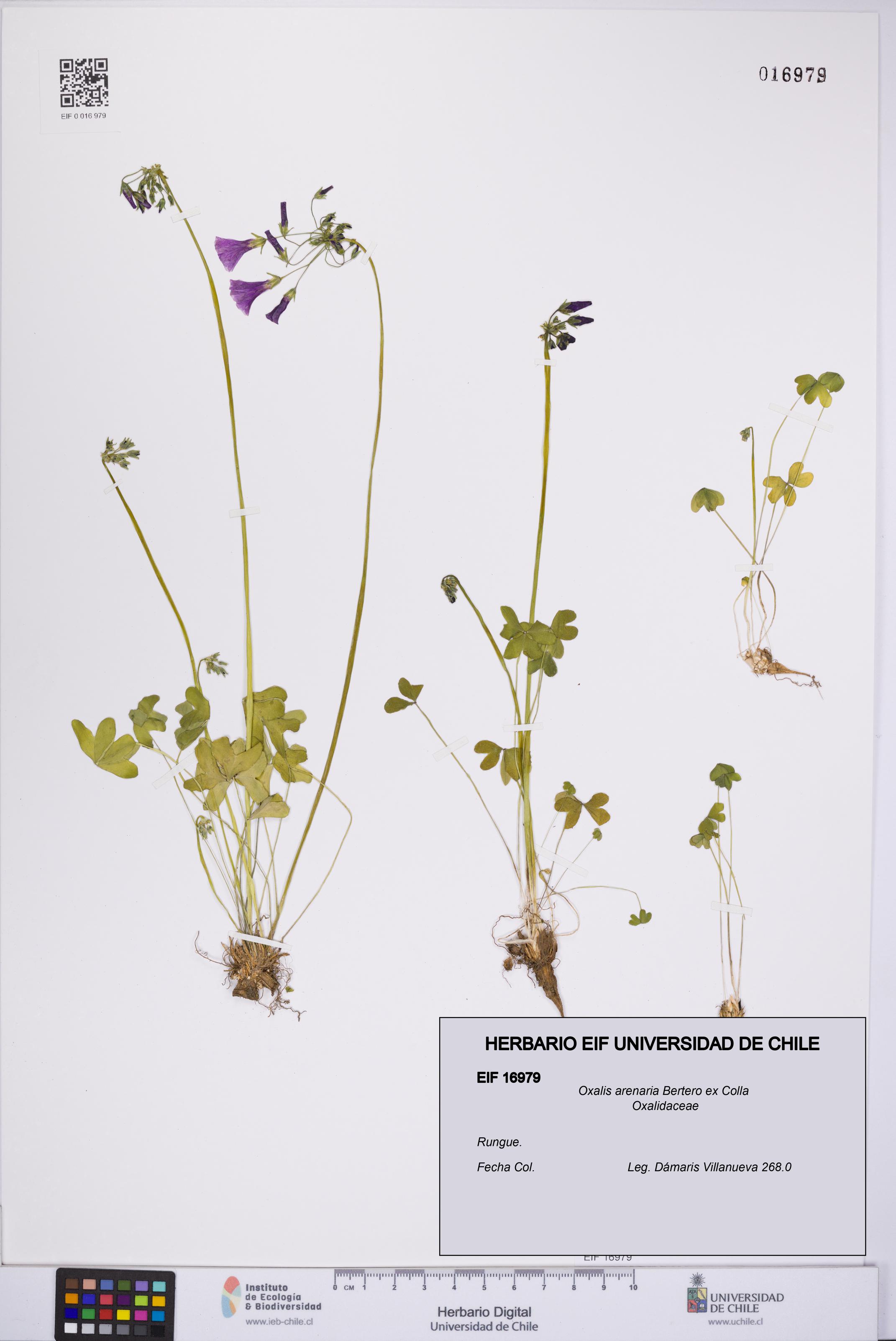 Oxalis arenaria [Espécimen: UCH:EIF:0016979]