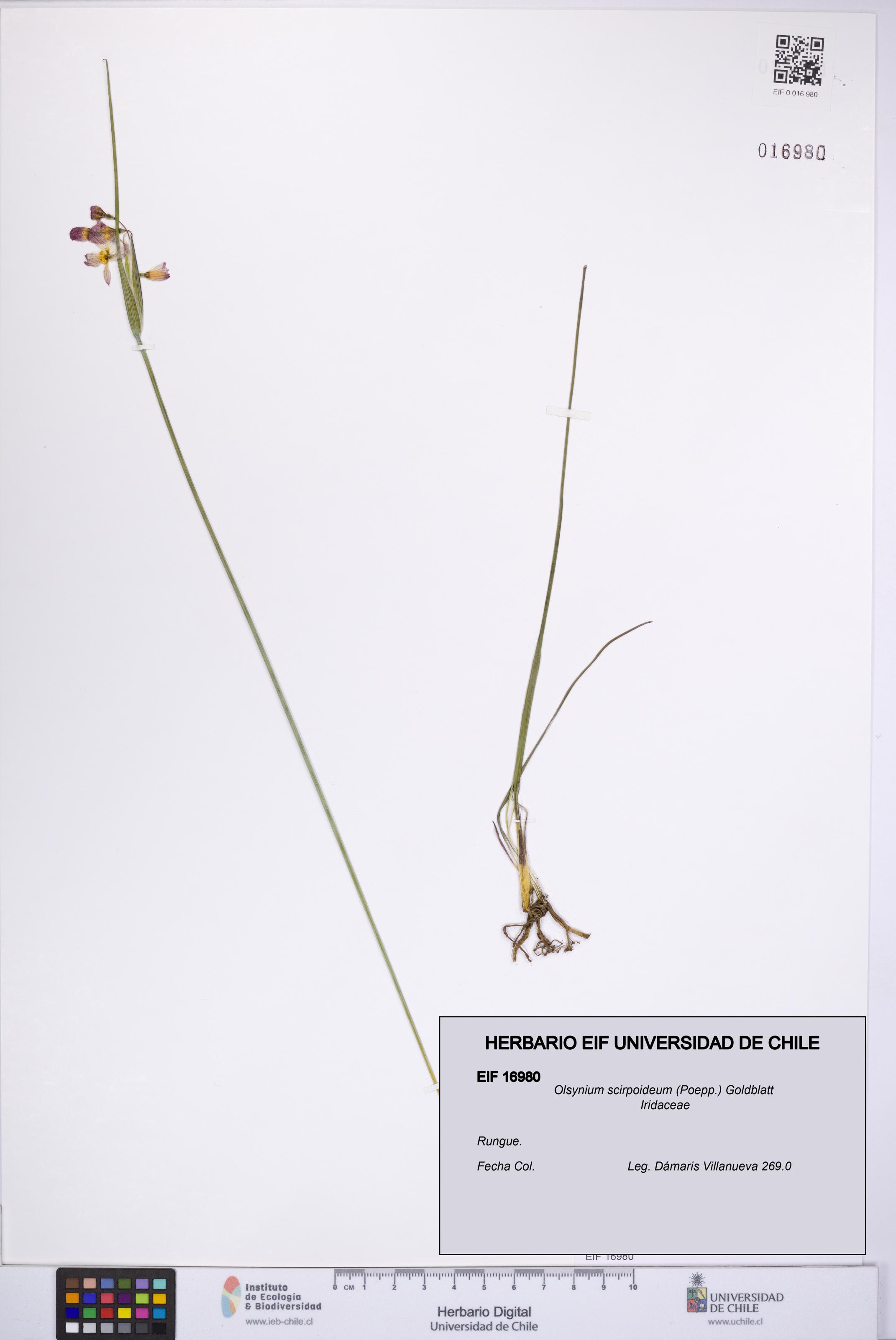 Olsynium scirpoideum [Espécimen: UCH:EIF:0016980]