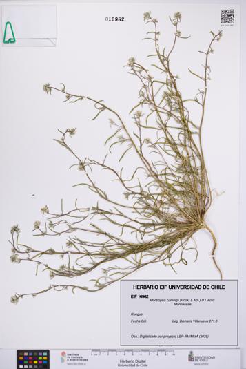 Montiopsis cumingii [Espécimen: UCH:EIF:0016982]