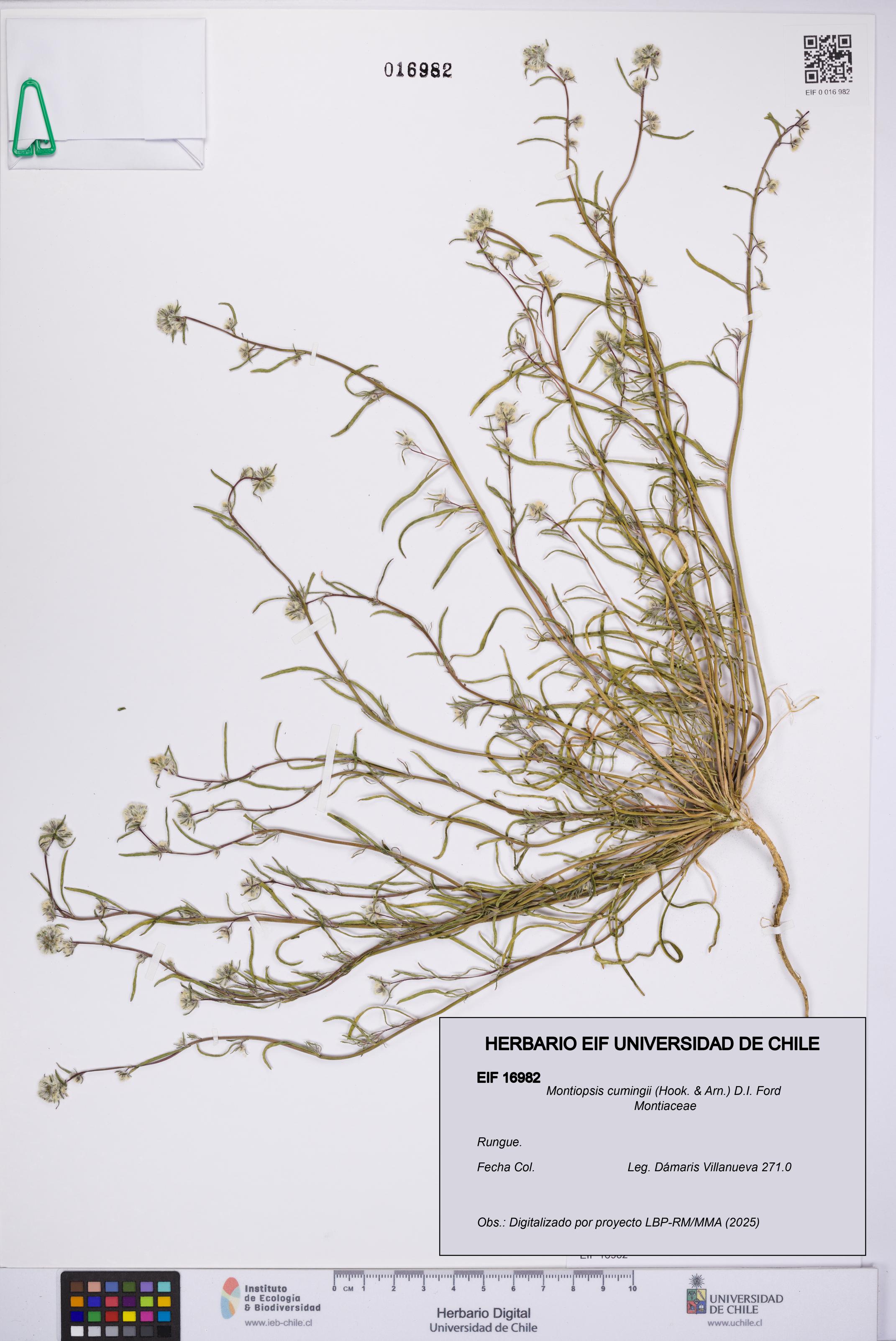 Montiopsis cumingii [Espécimen: UCH:EIF:0016982]