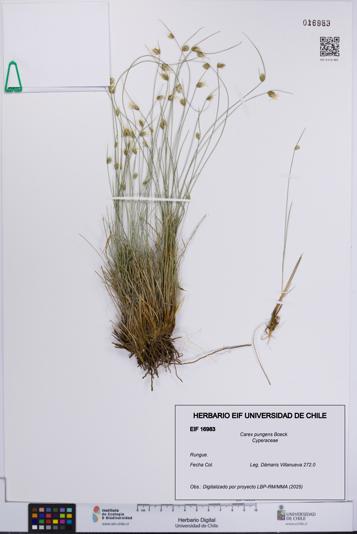 Carex pungens [Espécimen: UCH:EIF:0016983]