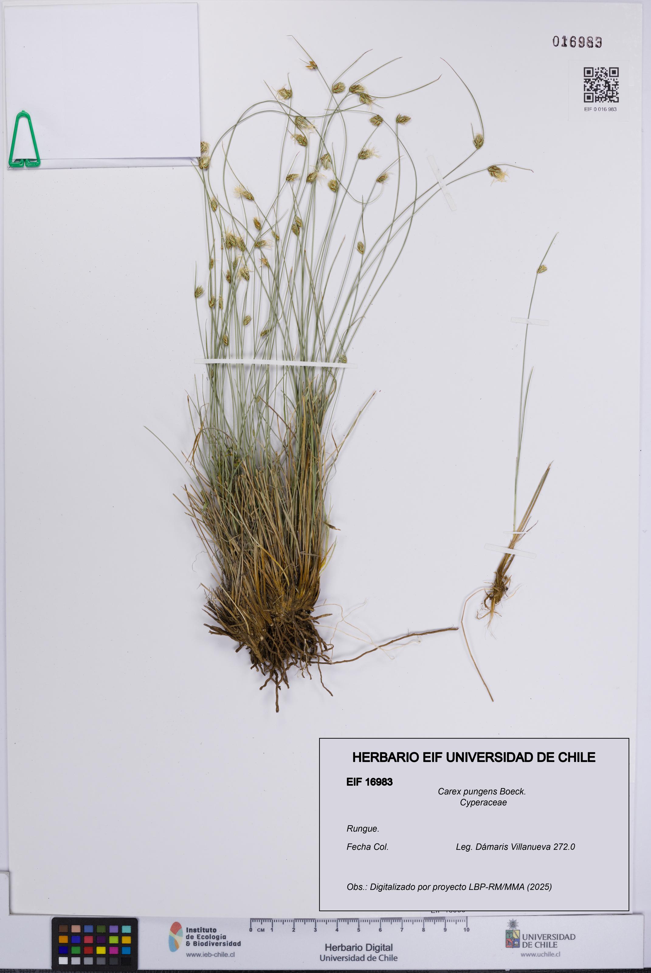 Carex pungens [Espécimen: UCH:EIF:0016983]