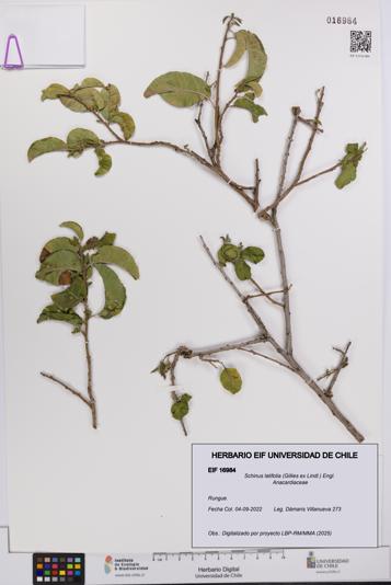 Schinus latifolia [Espécimen: UCH:EIF:0016984]