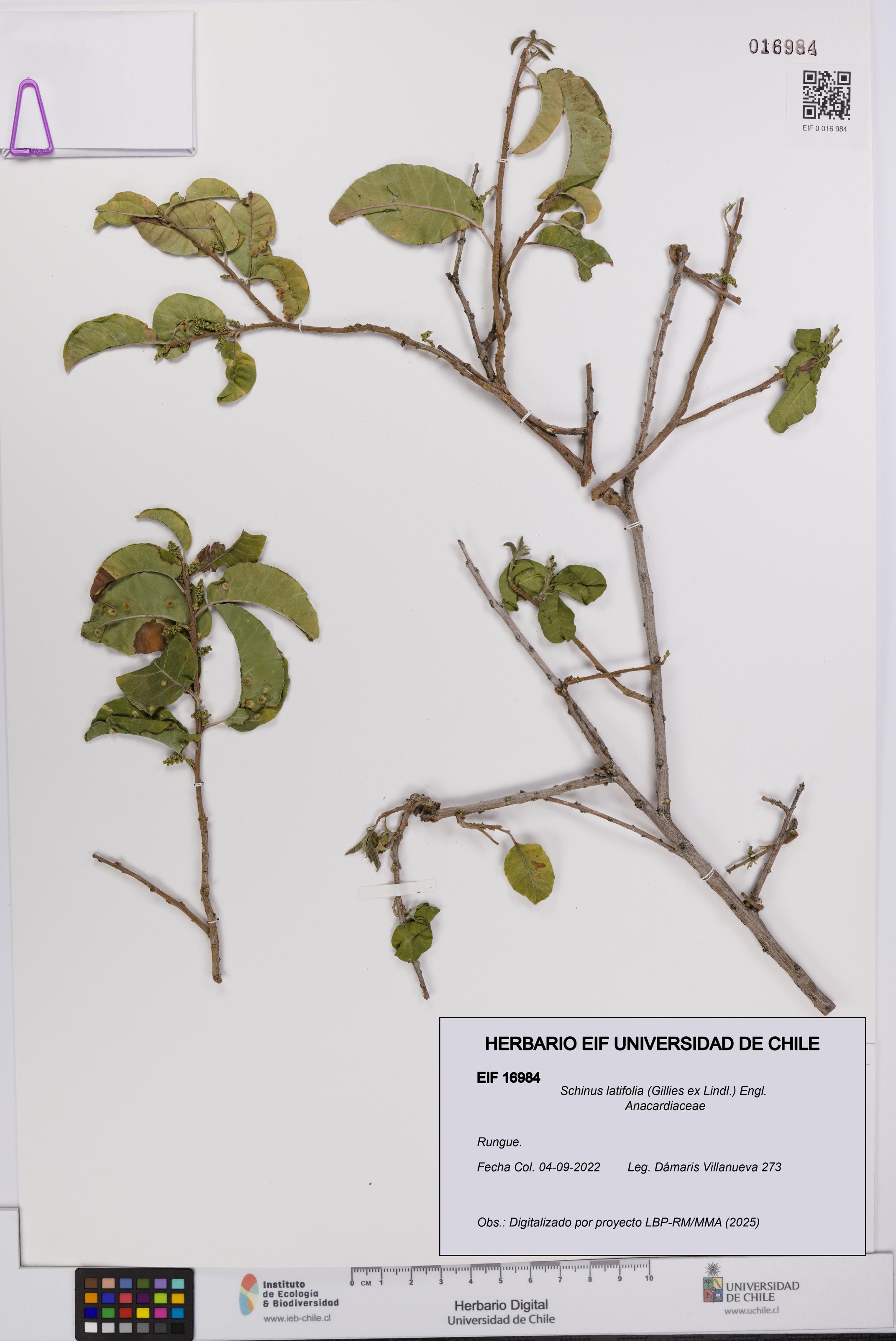 Schinus latifolia [Espécimen: UCH:EIF:0016984]