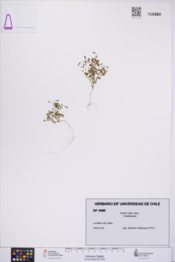 Oxalis rosea [Espécimen: UCH:EIF:0016985]