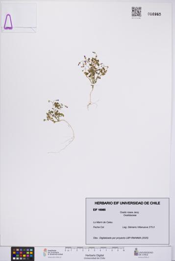 Oxalis rosea [Espécimen: UCH:EIF:0016985]