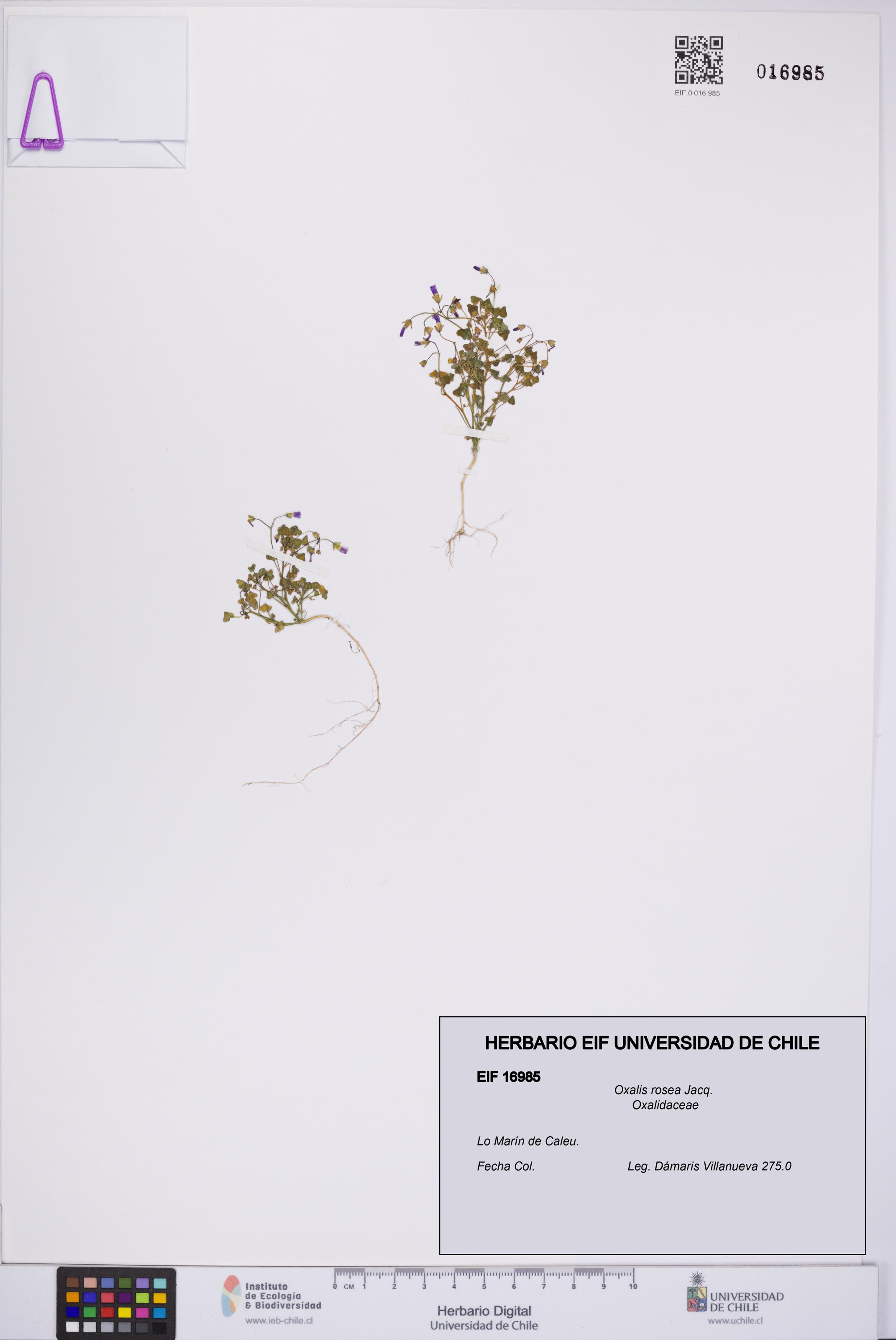 Oxalis rosea [Espécimen: UCH:EIF:0016985]