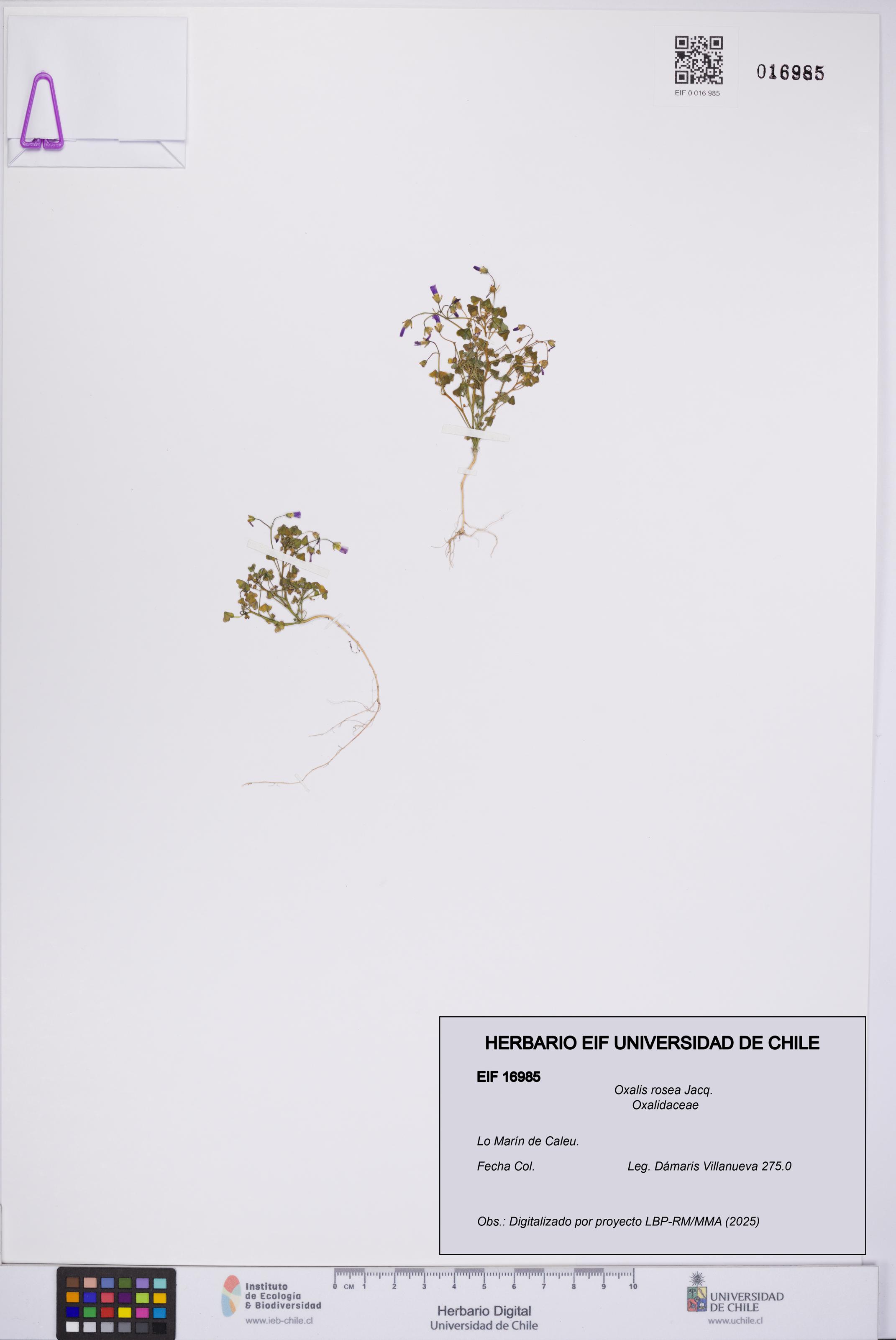 Oxalis rosea [Espécimen: UCH:EIF:0016985]