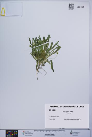 Viola pusilla [Espécimen: UCH:EIF:0016986]