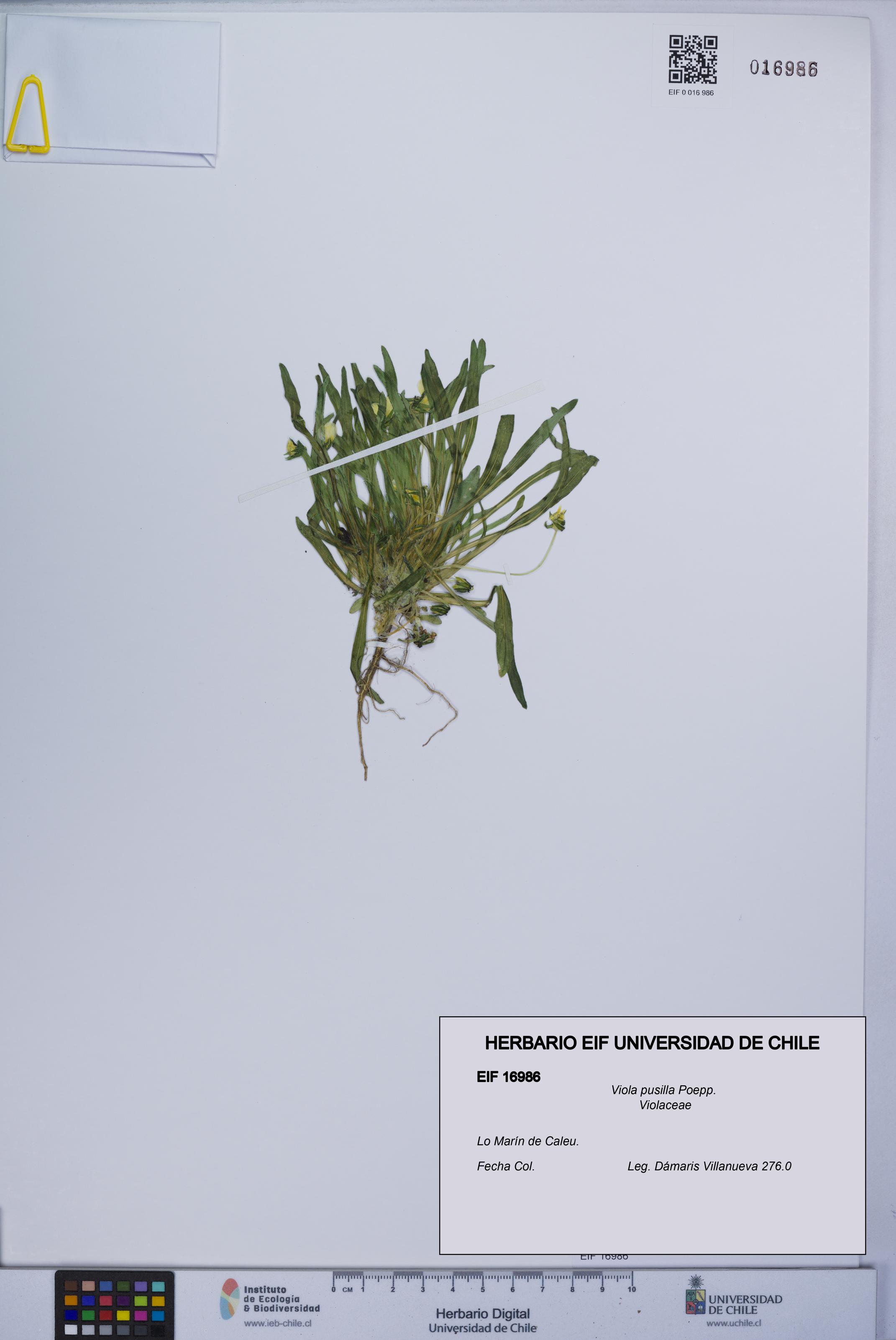 Viola pusilla [Espécimen: UCH:EIF:0016986]