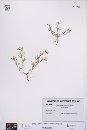 Camissonia dentata [Espécimen: UCH:EIF:0016987]