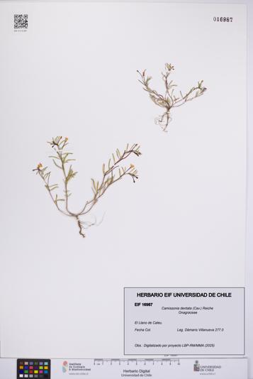 Camissonia dentata [Espécimen: UCH:EIF:0016987]