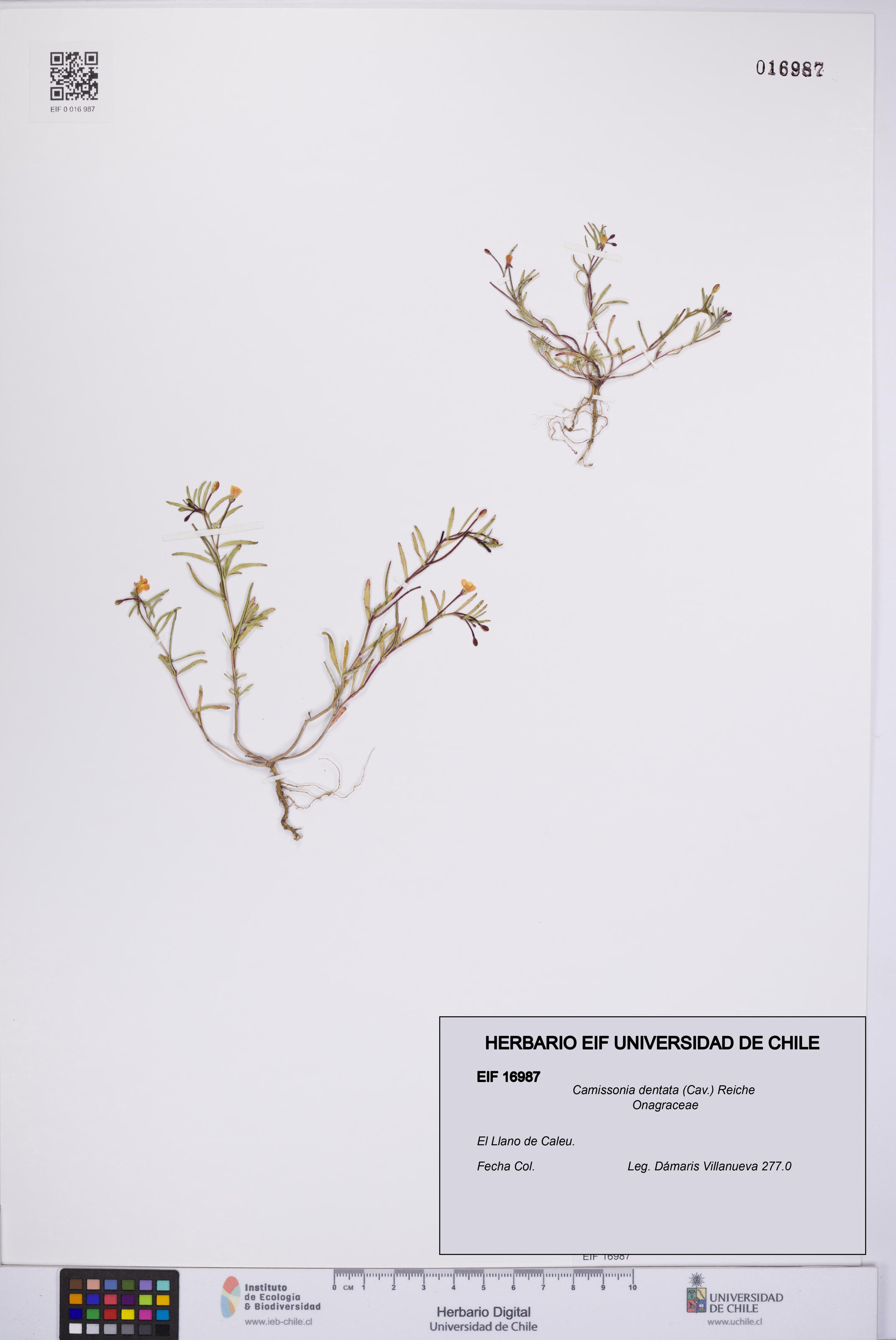 Camissonia dentata [Espécimen: UCH:EIF:0016987]