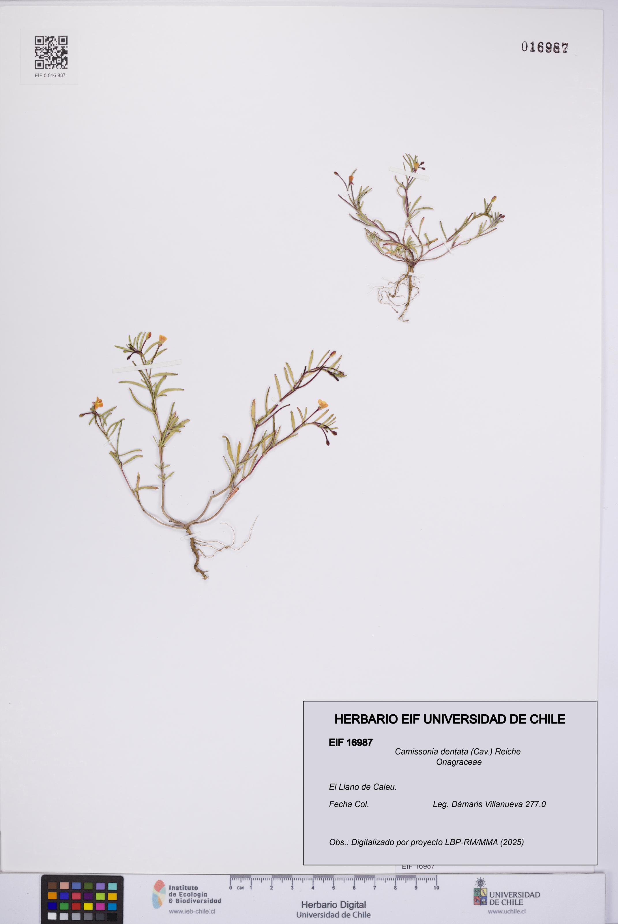 Camissonia dentata [Espécimen: UCH:EIF:0016987]