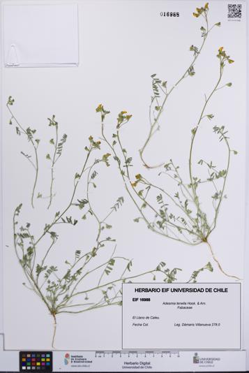 Adesmia tenella [Espécimen: UCH:EIF:0016988]