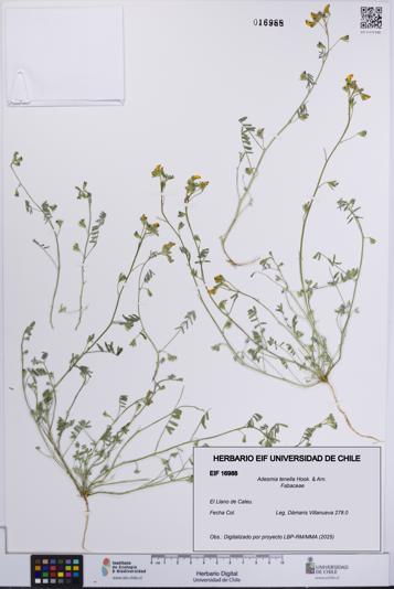 Adesmia tenella [Espécimen: UCH:EIF:0016988]