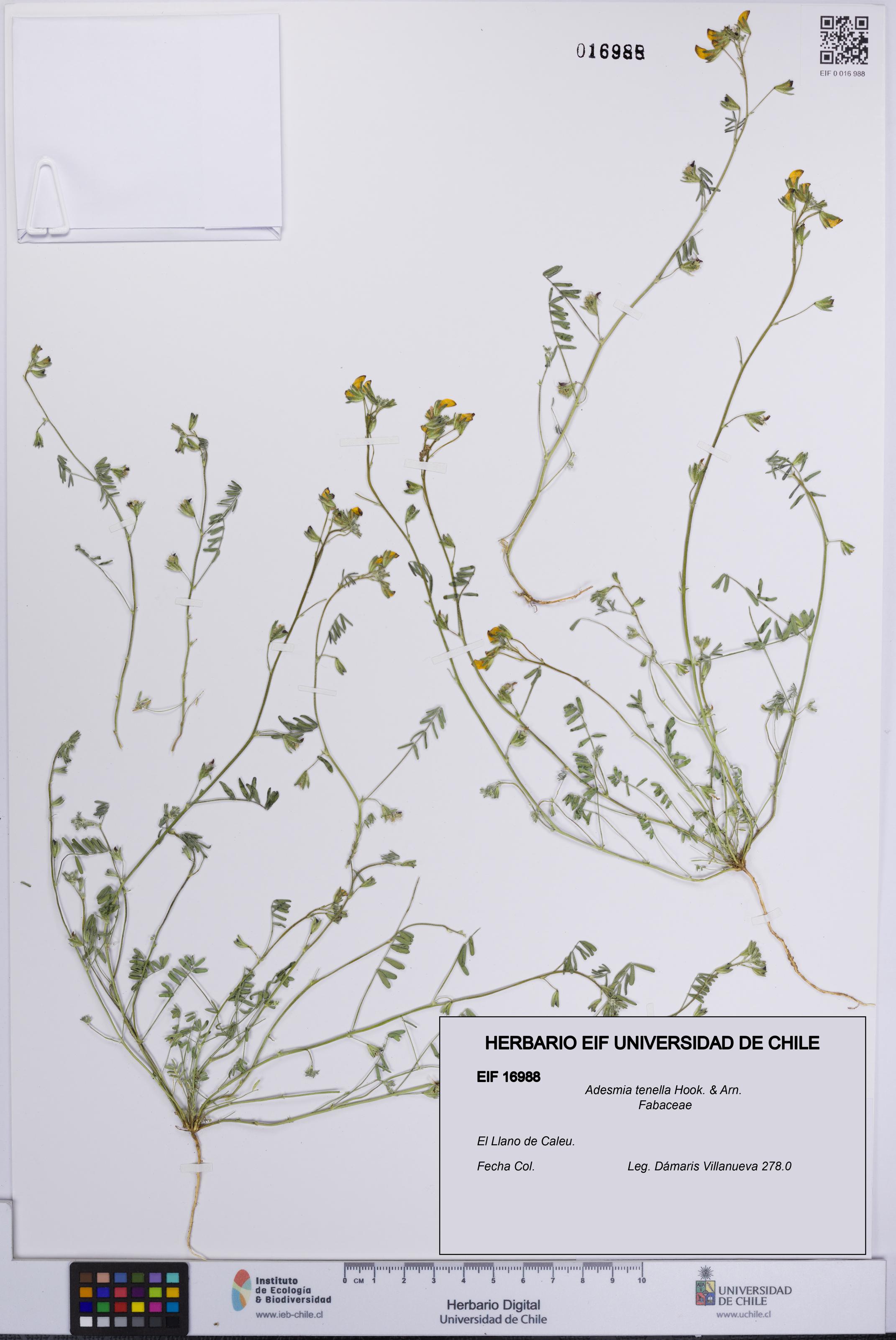 Adesmia tenella [Espécimen: UCH:EIF:0016988]