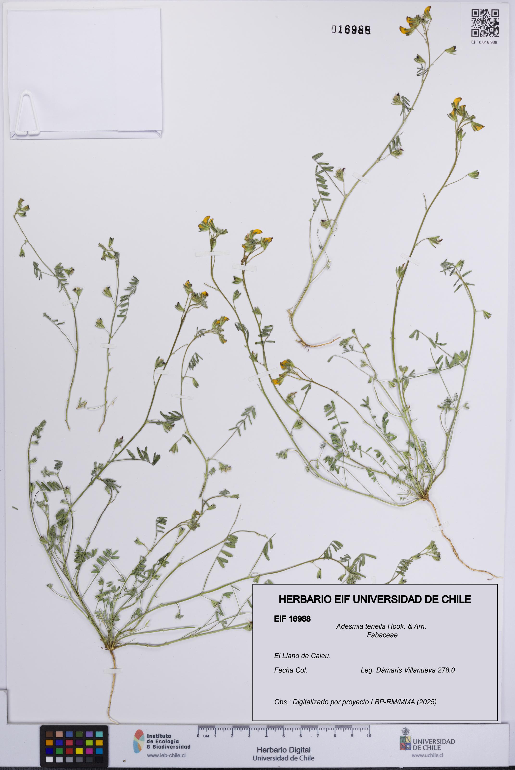 Adesmia tenella [Espécimen: UCH:EIF:0016988]