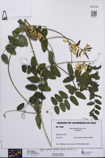 Vicia nigricans [Espécimen: UCH:EIF:0017006]