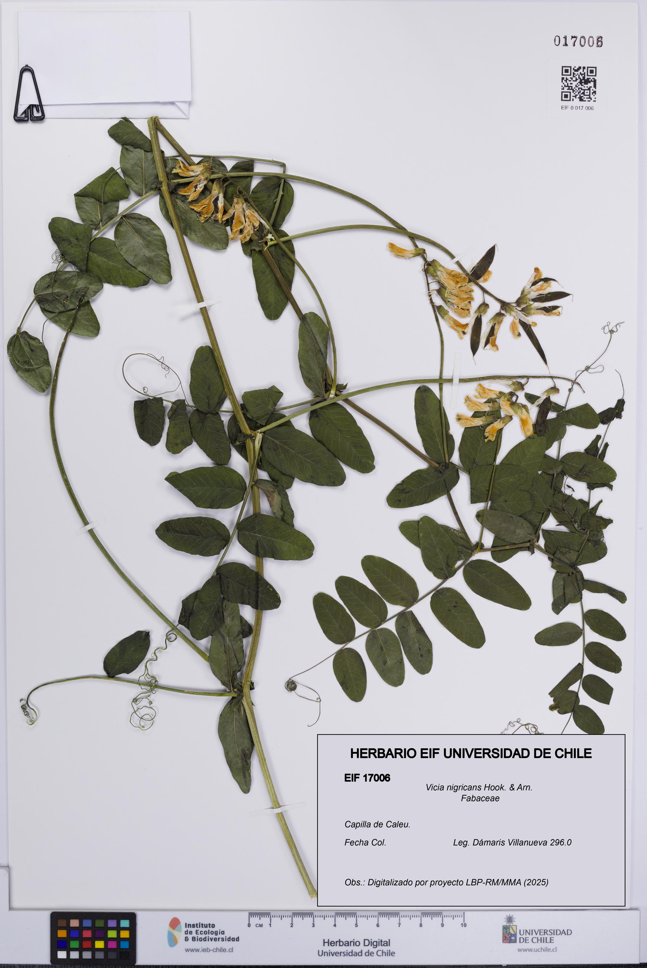 Vicia nigricans [Espécimen: UCH:EIF:0017006]