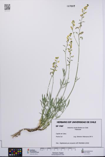 Adesmia viscida [Espécimen: UCH:EIF:0017007]