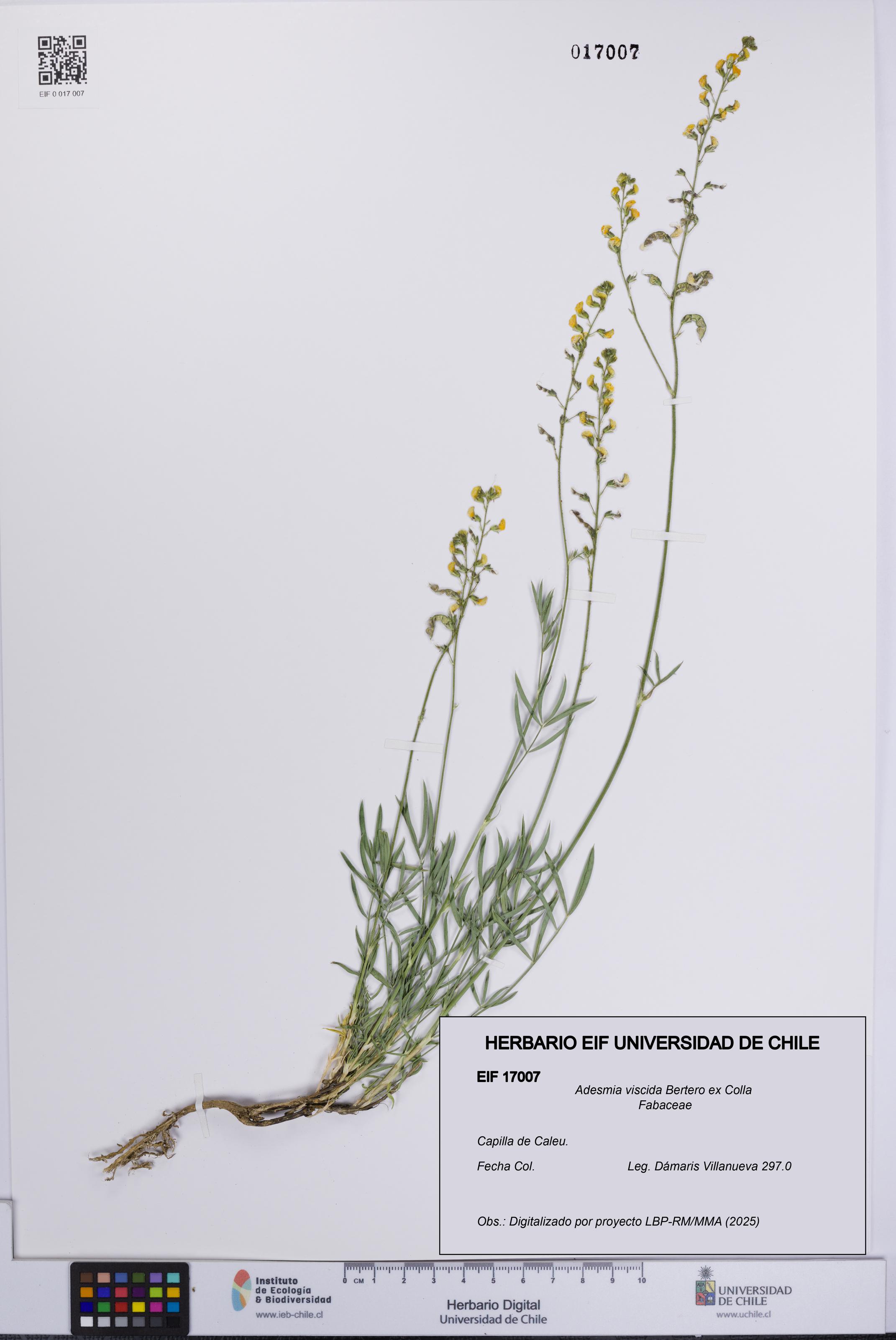 Adesmia viscida [Espécimen: UCH:EIF:0017007]