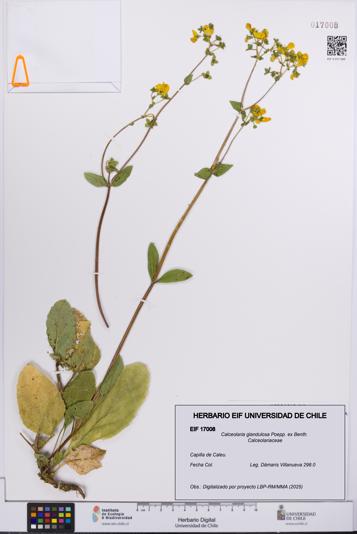 Calceolaria glandulosa [Espécimen: UCH:EIF:0017008]