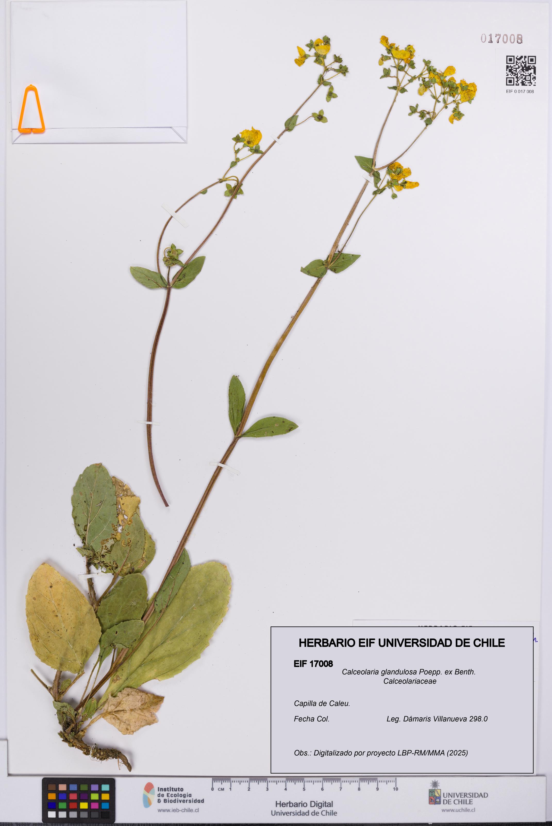Calceolaria glandulosa [Espécimen: UCH:EIF:0017008]