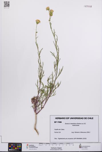 Senecio hakeifolius [Espécimen: UCH:EIF:0017009]