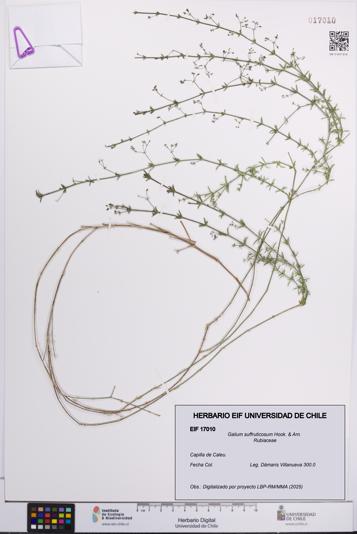 Galium suffruticosum [Espécimen: UCH:EIF:0017010]
