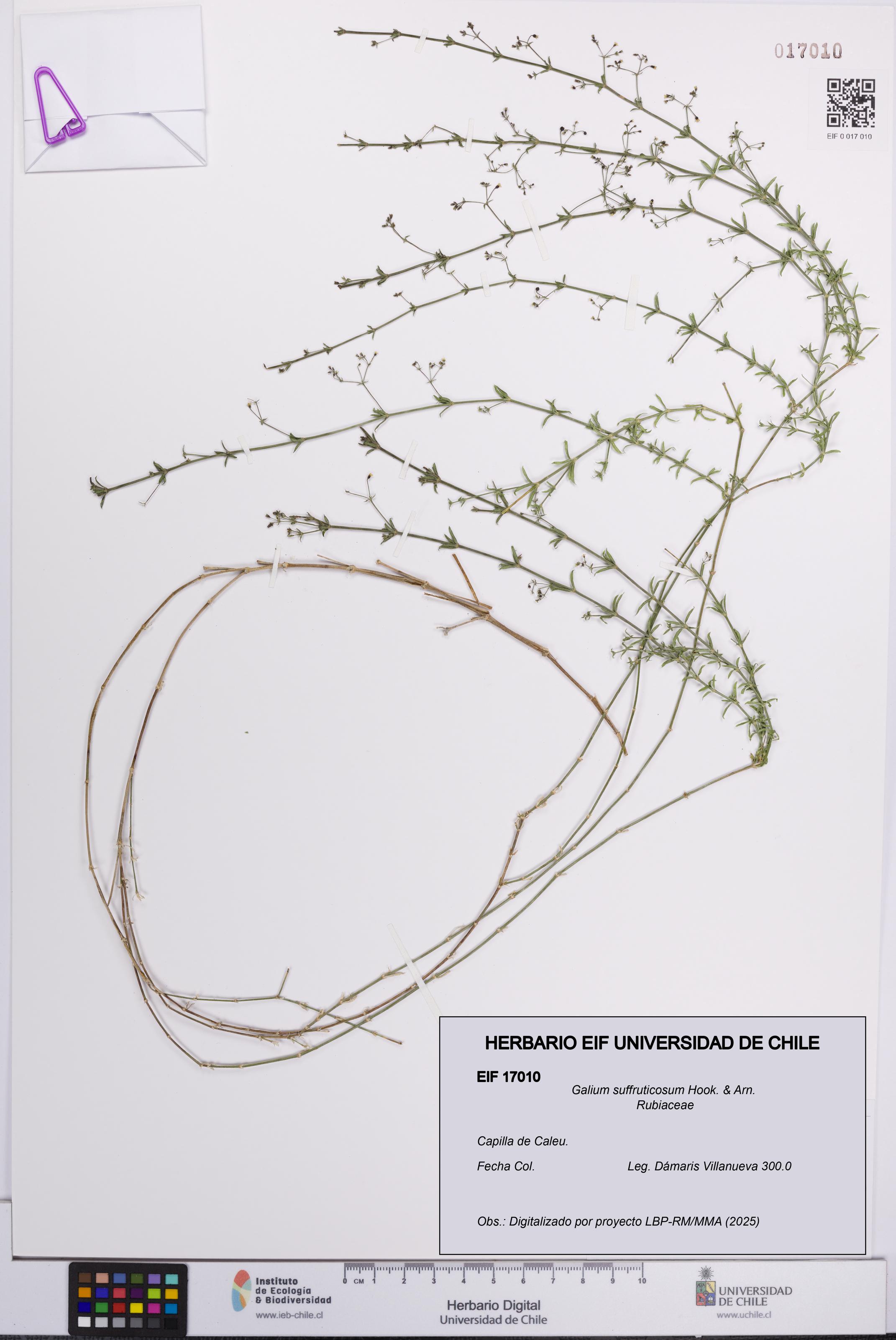 Galium suffruticosum [Espécimen: UCH:EIF:0017010]