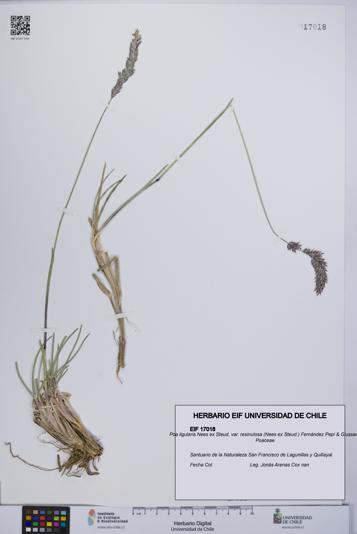 Poa ligularis var. resinulosa [Espécimen: UCH:EIF:0017018]