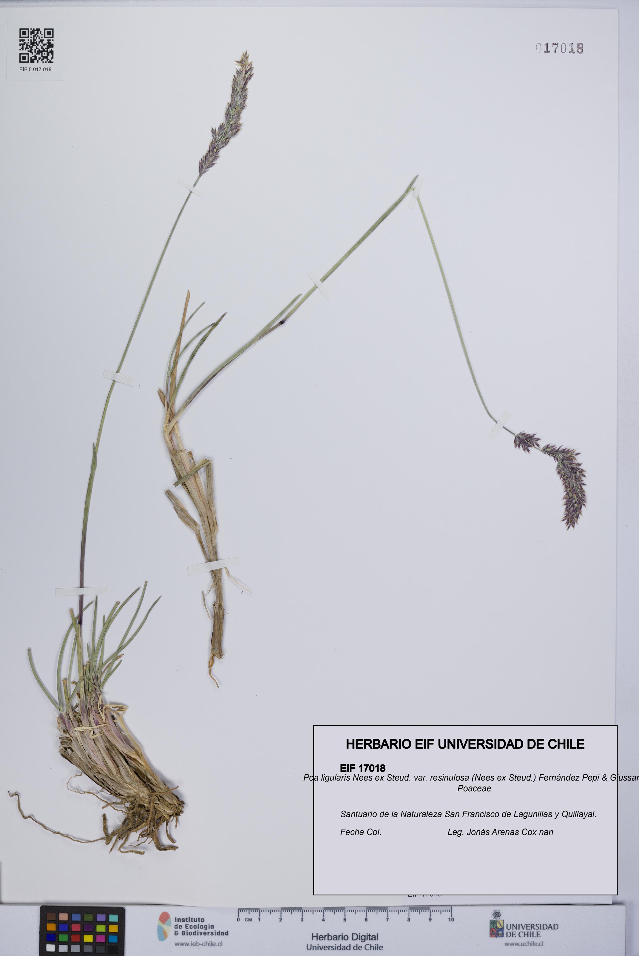 Poa ligularis var. resinulosa [Espécimen: UCH:EIF:0017018]