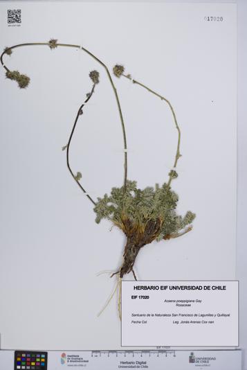 Acaena poeppigiana [Espécimen: UCH:EIF:0017020]