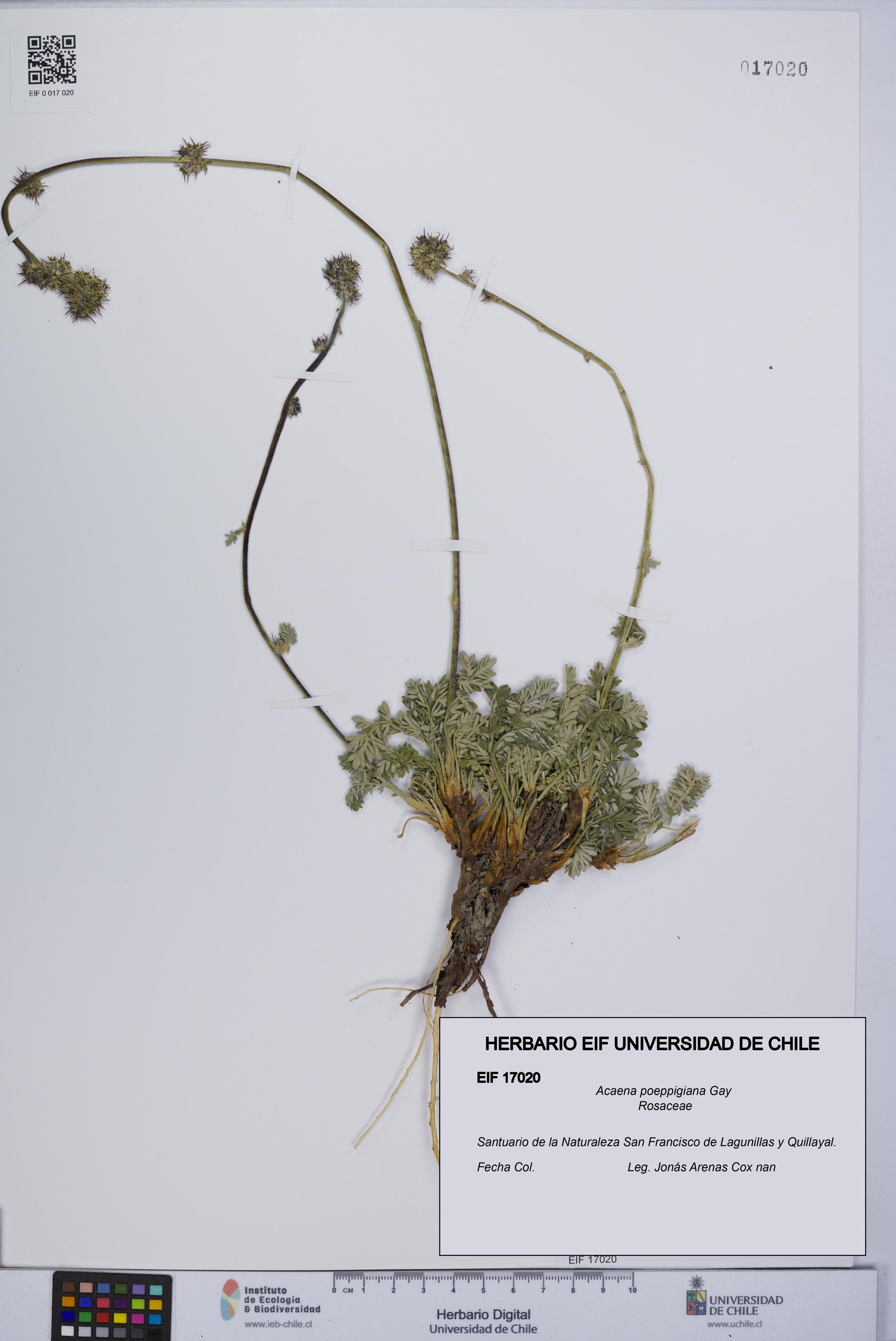 Acaena poeppigiana [Espécimen: UCH:EIF:0017020]