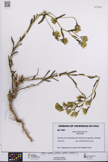 Senecio laevicaulis [Espécimen: UCH:EIF:0017021]