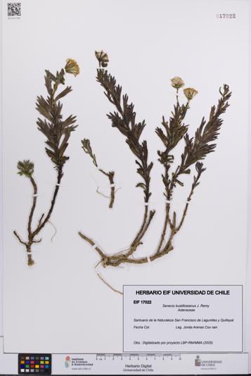 Senecio bustillosianus [Espécimen: UCH:EIF:0017022]