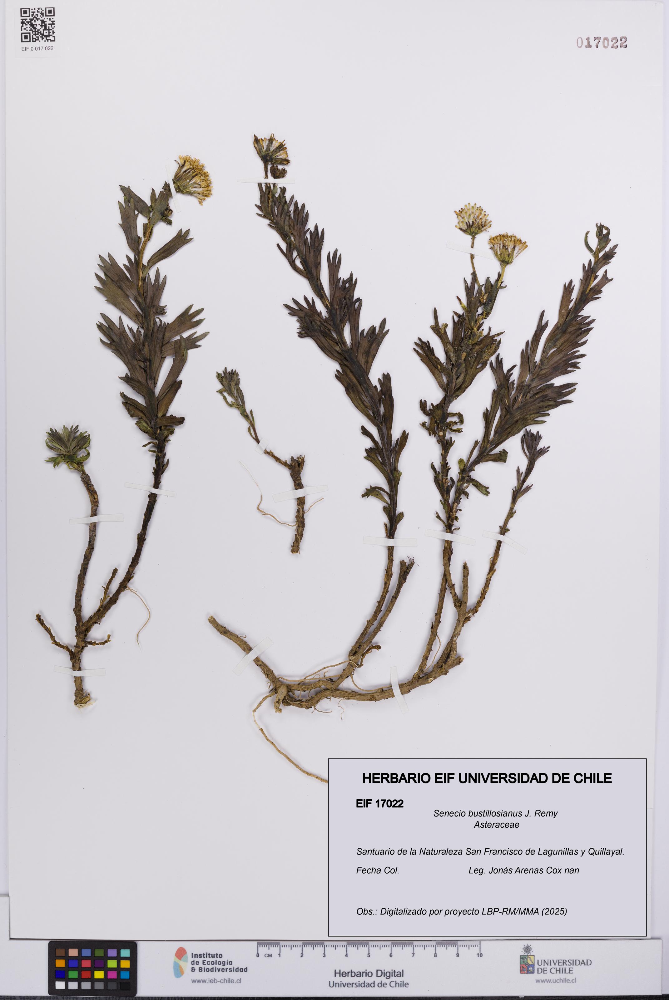 Senecio bustillosianus [Espécimen: UCH:EIF:0017022]