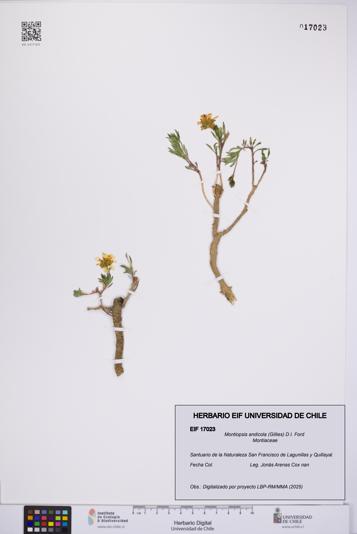 Montiopsis andicola [Espécimen: UCH:EIF:0017023]