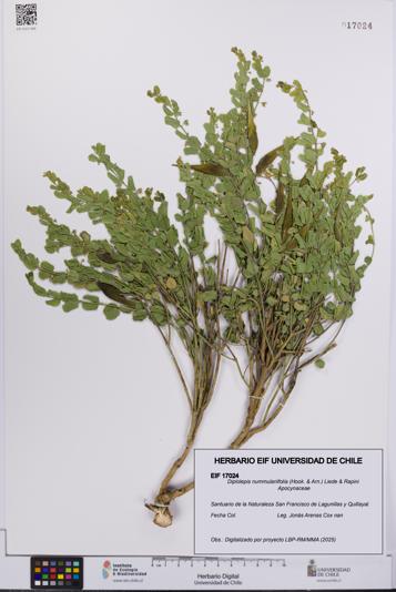 Diplolepis nummulariifolia [Espécimen: UCH:EIF:0017024]