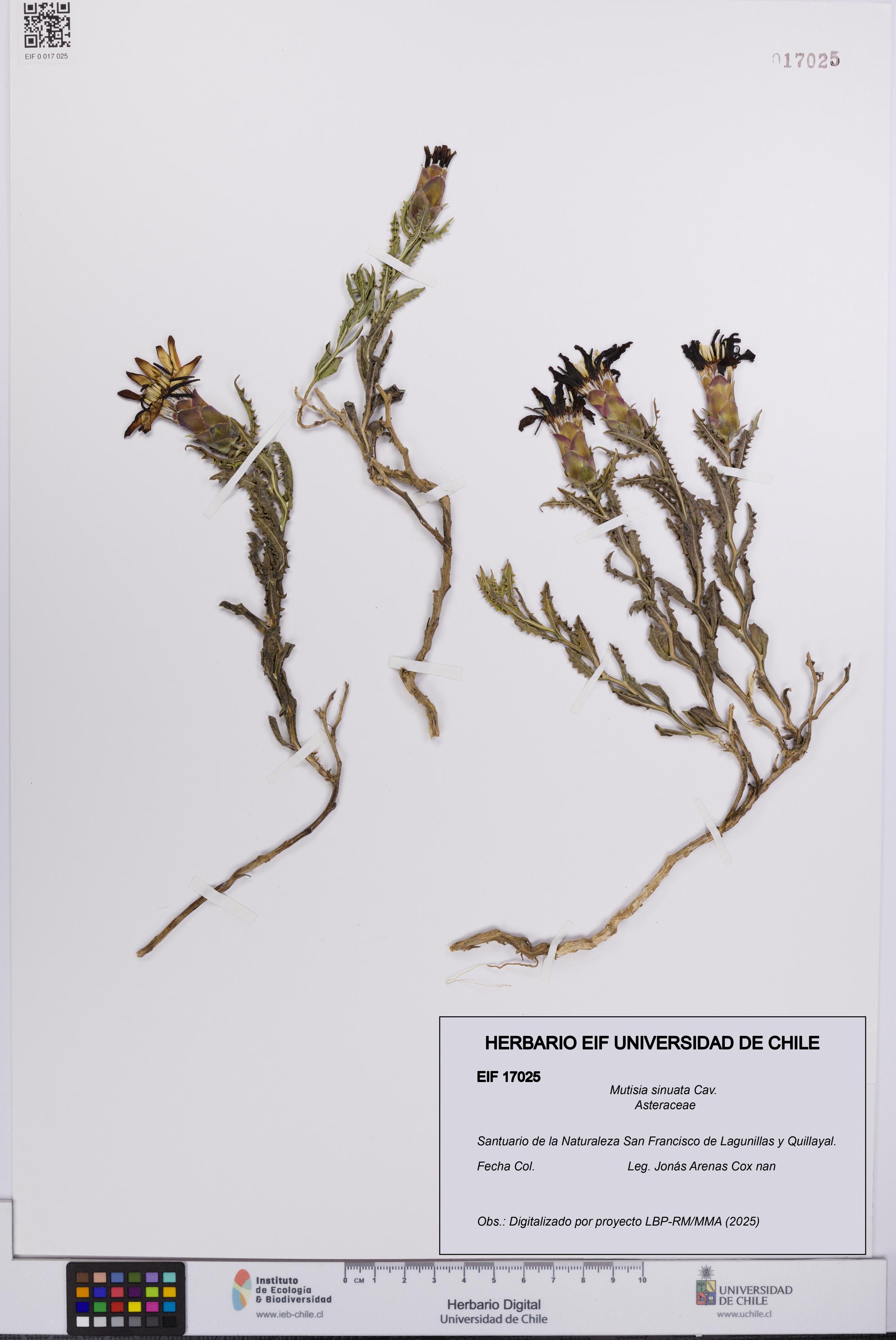 Mutisia sinuata [Espécimen: UCH:EIF:0017025]